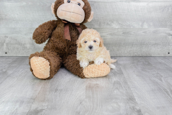 Energetic Maltepoo Poodle Mix Puppy