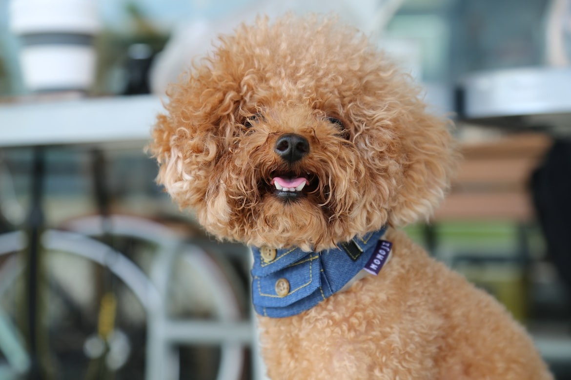 curly brown Poodle dog