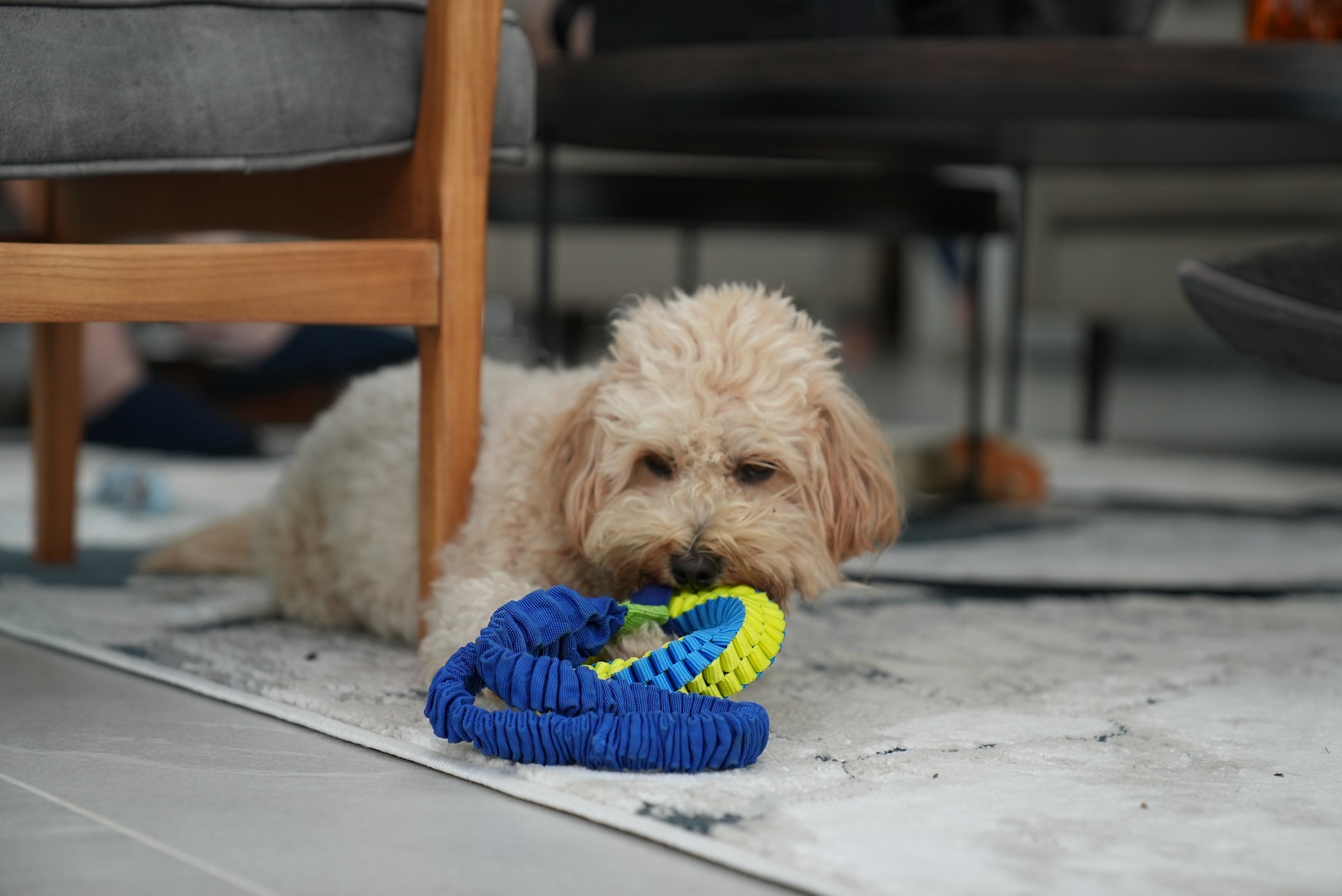 Maltipoo dog with a toy in its mouth