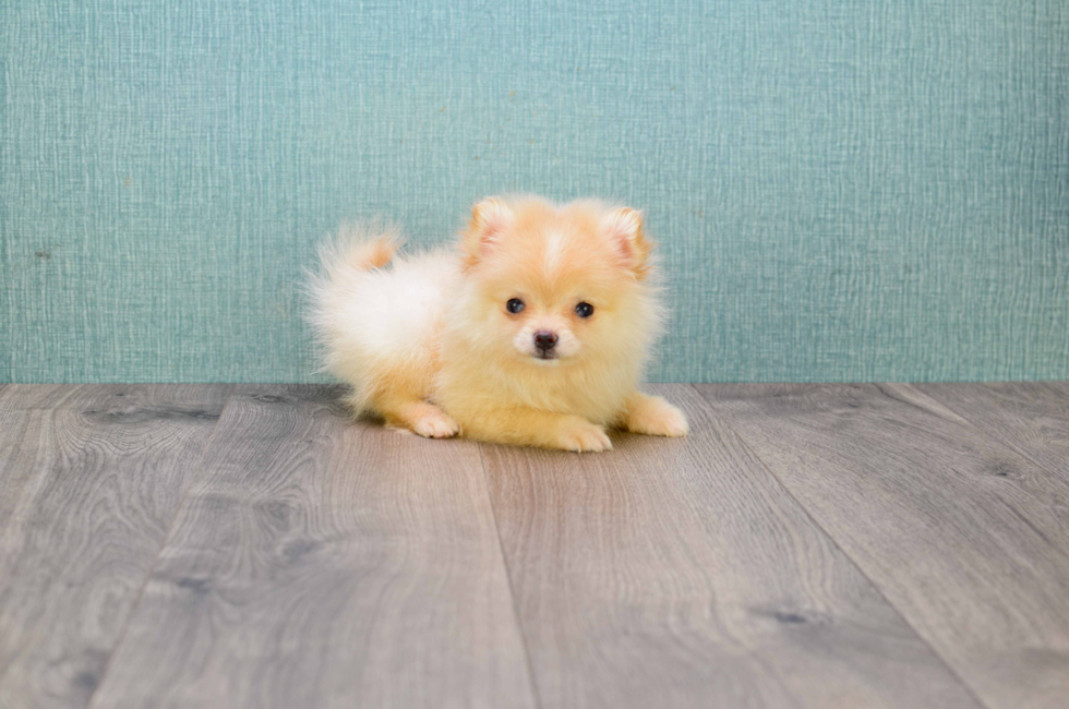 teacup pomeranian weight teacup pomeranian puppy teacup pomeranian weight teacup pomeranian puppy