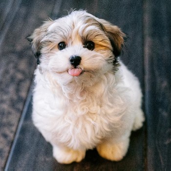 fluffy havanese dog sitting on a wooden floor