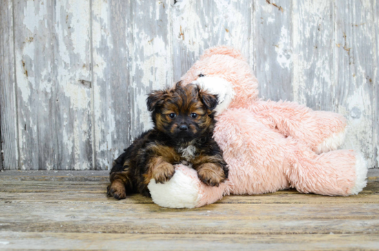 Yorkie Pom Puppy for Adoption