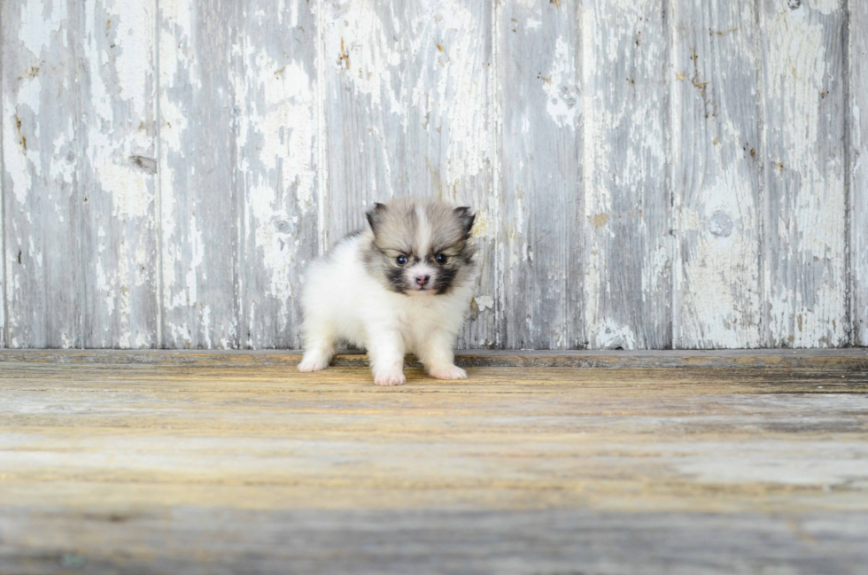 Hypoallergenic Pomeranian Purebred Pup
