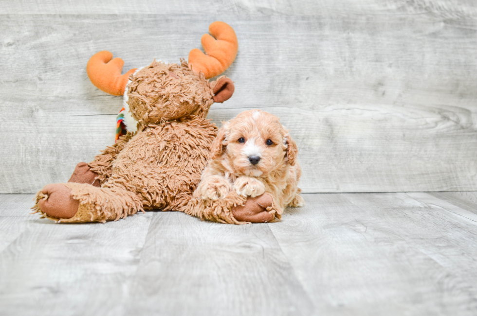 Small breed puppies for sale Teacup Pups for sale in Ohio Premier Pups