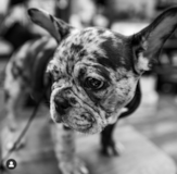 Akc Registered French Bulldog Purebred Pup