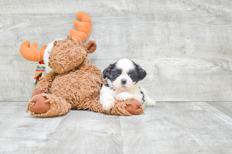 Teddy Bear Puppies for Sale Shichon Puppies