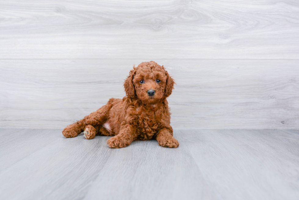 Meet Hemingway - our Poodle Puppy Photo 3/3 - Premier Pups