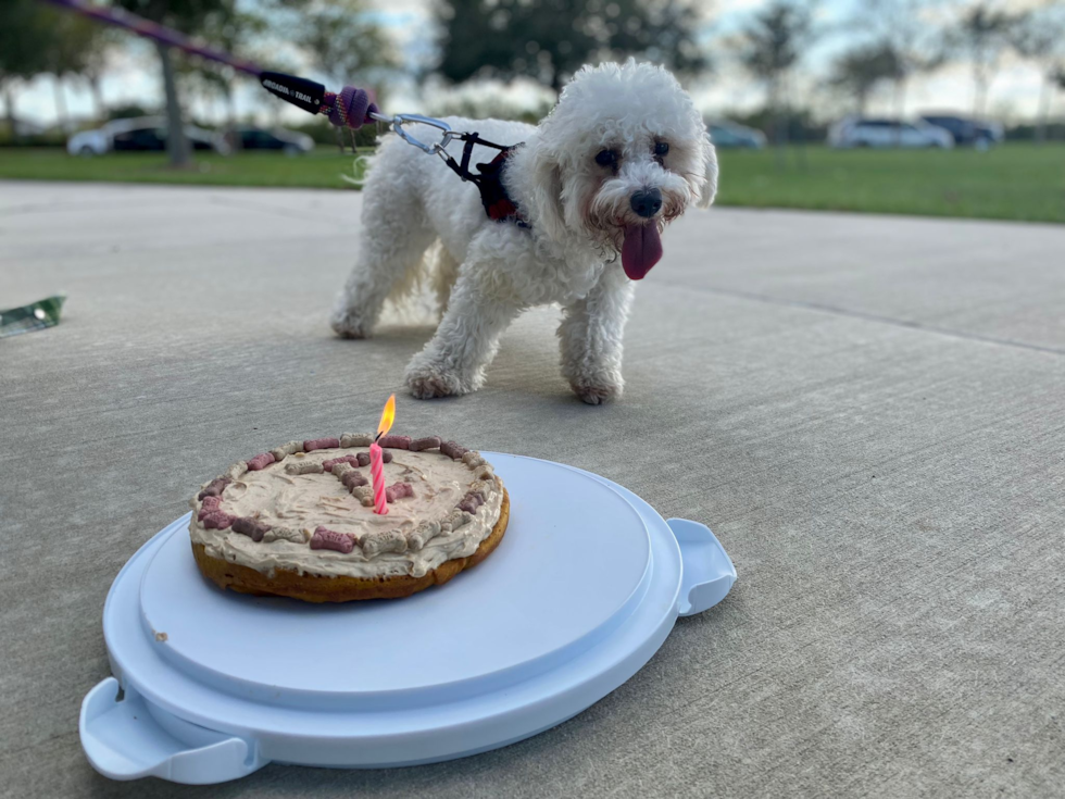 white mini goldendoodle with curly hair outside on a leash