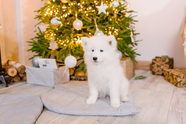 white puppy in front of a Christmas tree