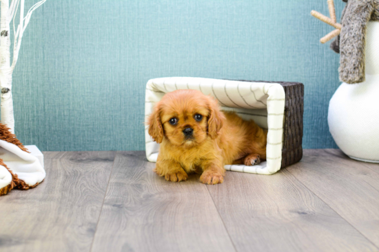 Funny Cavalier King Charles Spaniel Purebred Pup