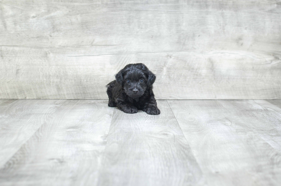 Yorkie Poo For Sale Near Me Find Your Perfect Companion