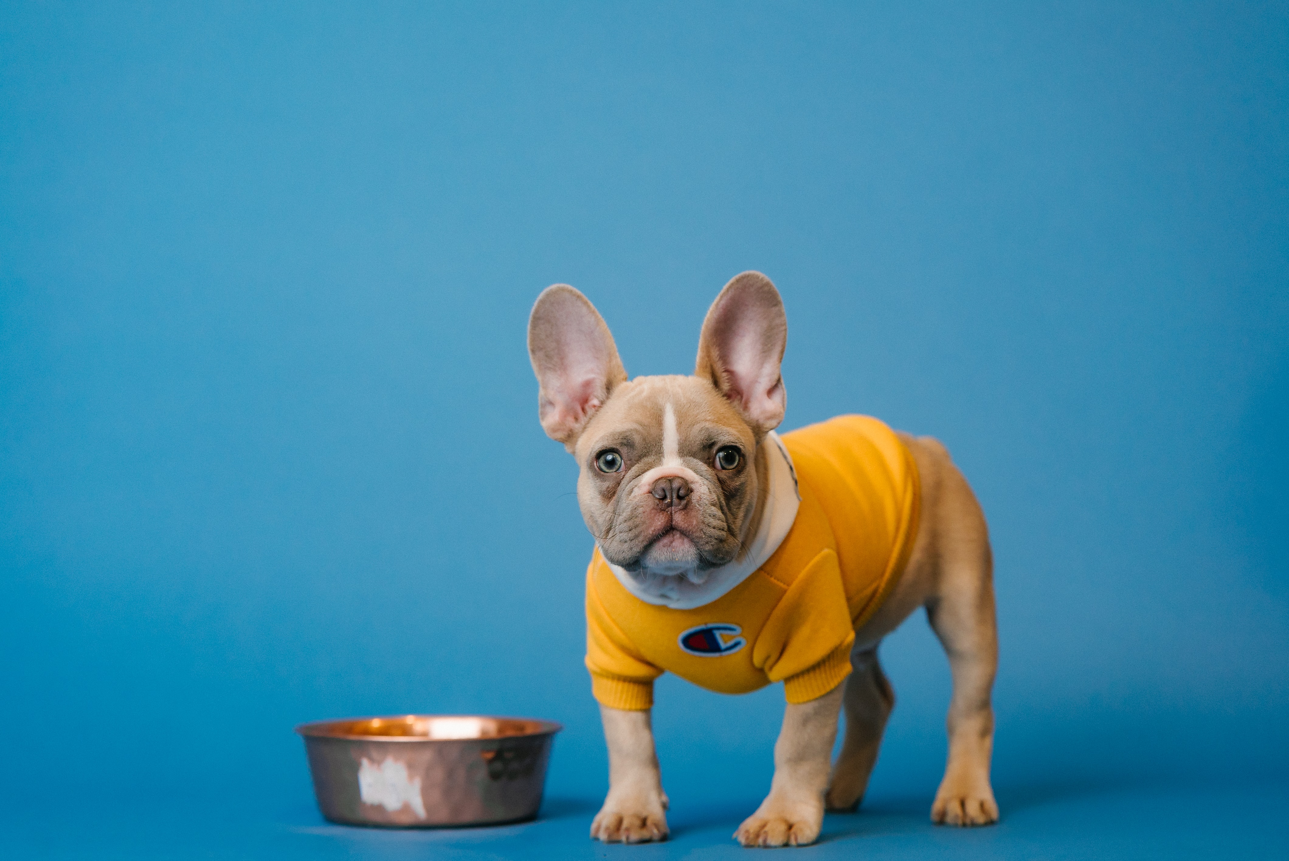 French bulldog standing next to a bowl of dog food