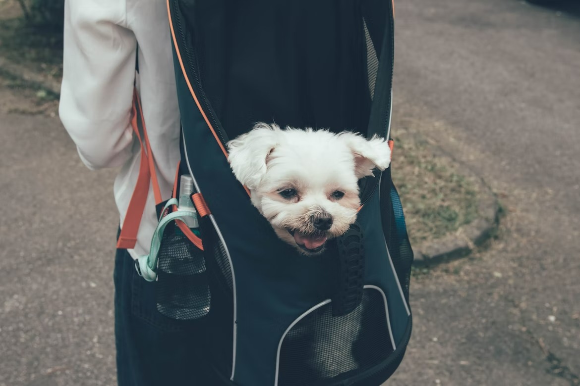 small Maltese dog in backpack