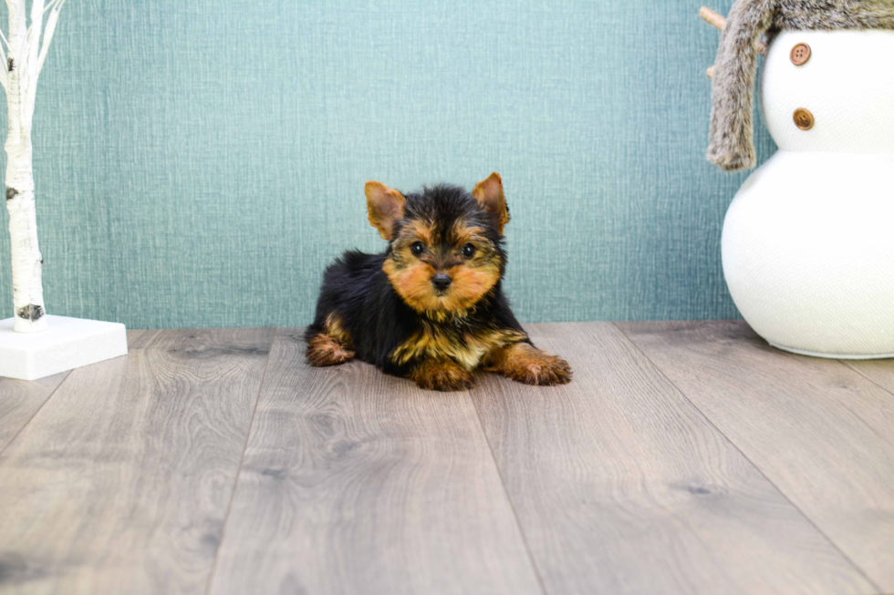 Meet Microteacup-Tinkerbell - our Yorkshire Terrier Puppy Photo 