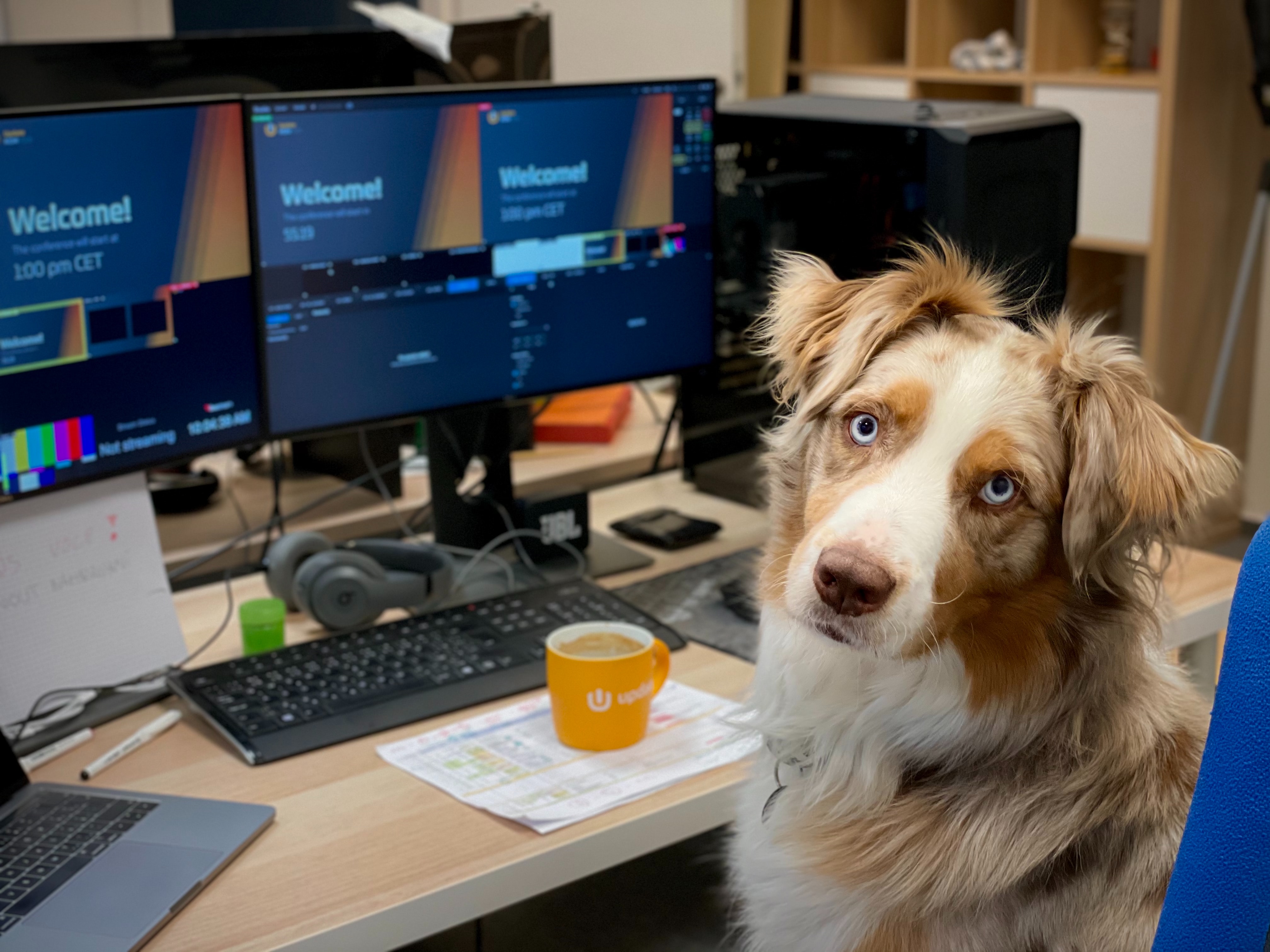 australian shepherd sitting at a desk with computers