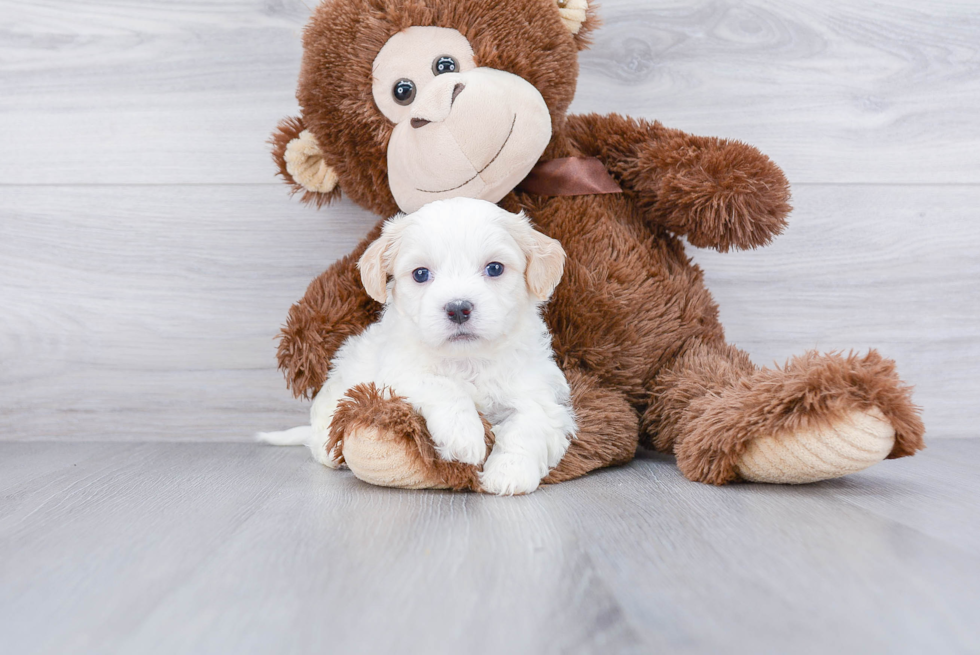 Meet Kelso - our Teddy Bear Puppy Photo 1/4 - Premier Pups
