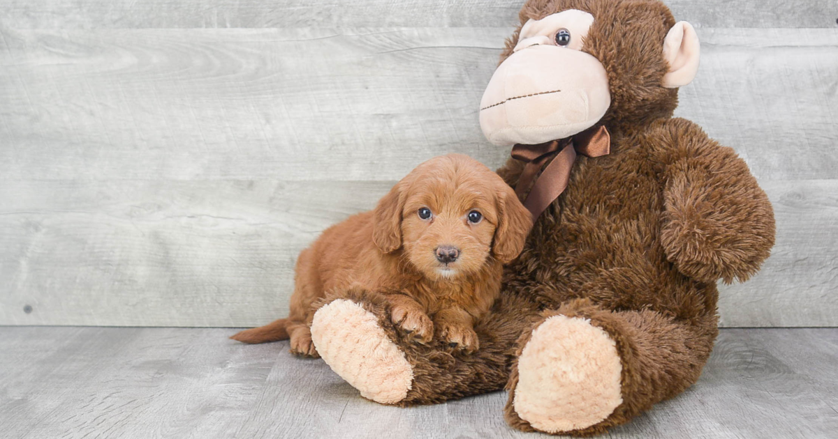 F1B MINI GOLDENDOODLE PUPPY