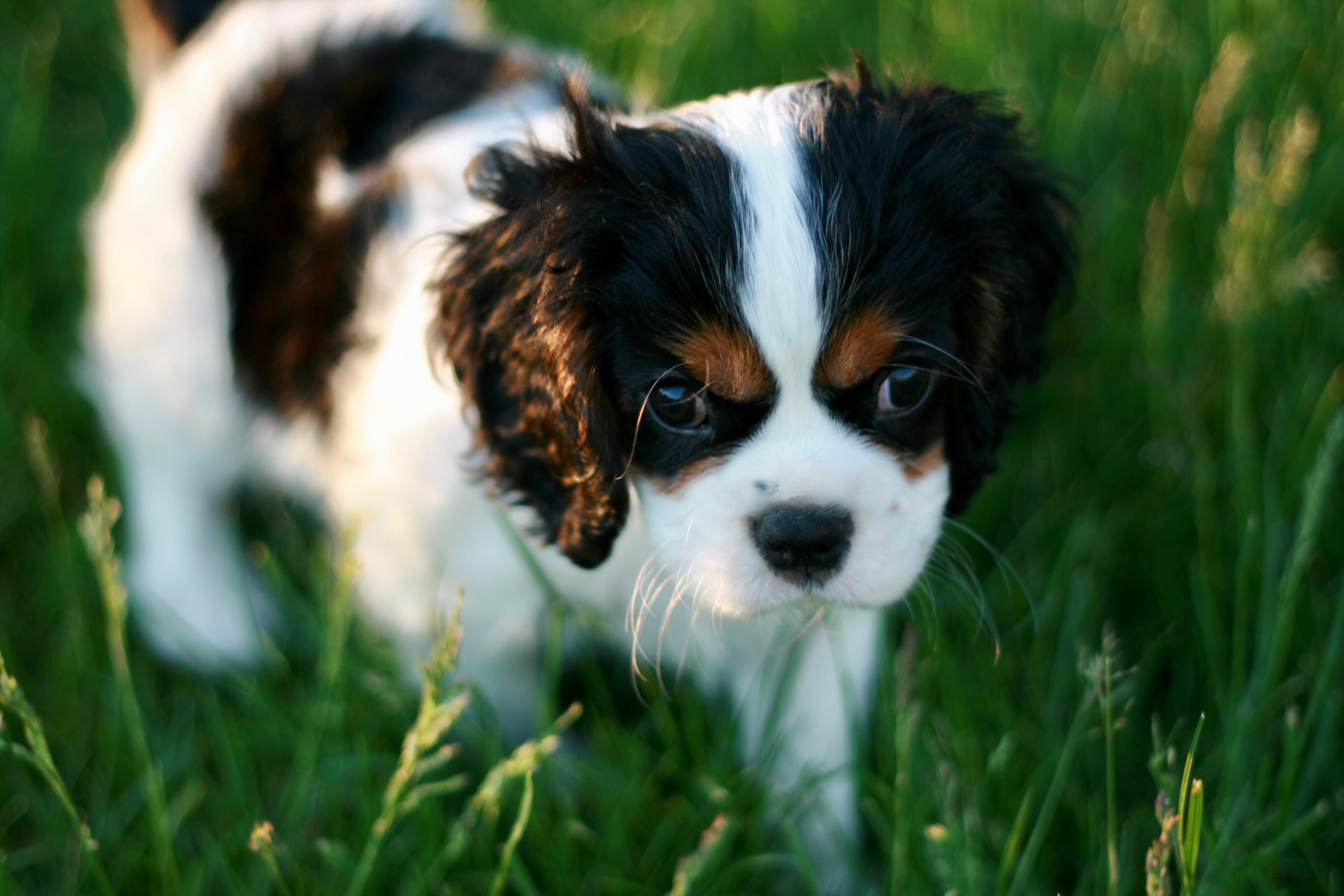 cute cavalier puppy walking in the grass