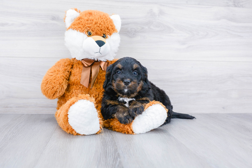 Meet Boujee - our Mini Bernedoodle Puppy Photo 2/2 - Premier Pups