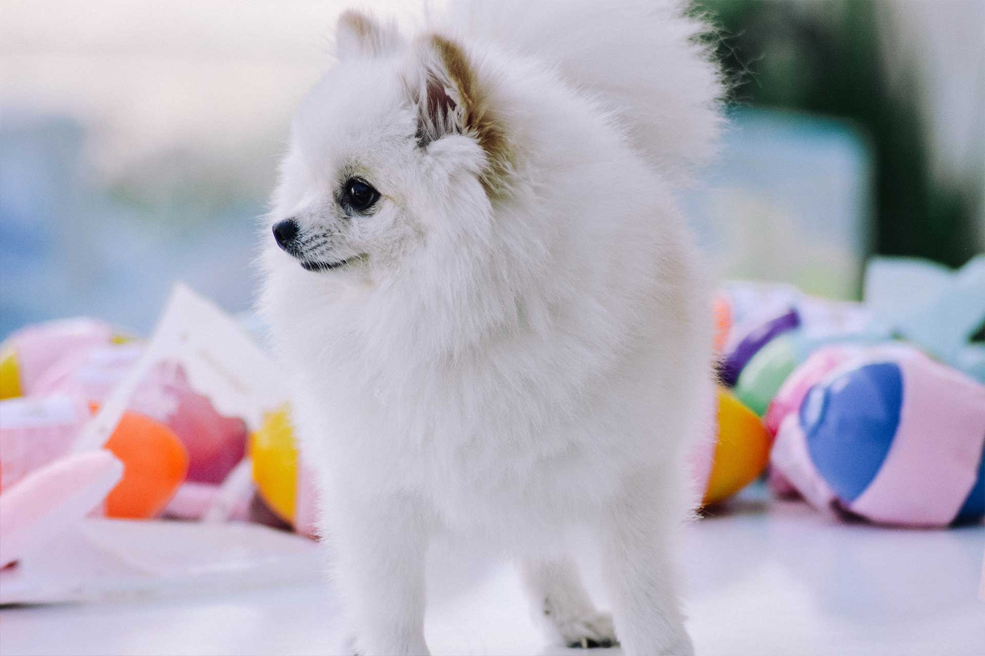 full grown toy Pomeranian dog with white coat