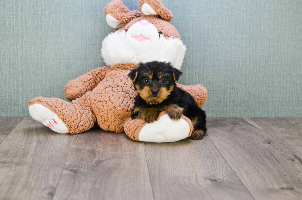 Premier Pups for sale in Ohio Buy or adopt a puppy breed on Premier Pup