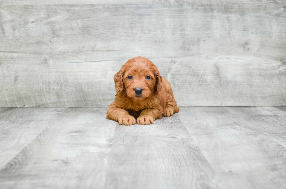 Miniature Goldendoodle puppies for sale Mixed small breed puppies for