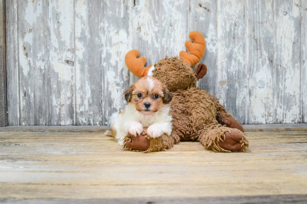 Teddy Bear Puppies For Sale Shichon puppies for sale in Ohio