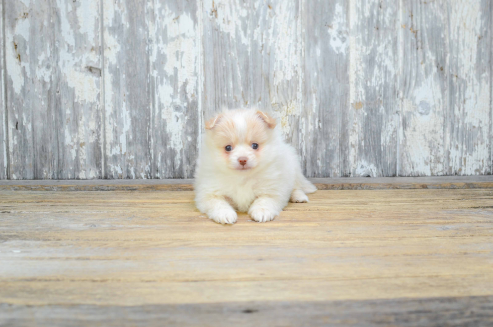 Pomeranian puppies for sale Teacup breed Pom puppies for sale in Ohio