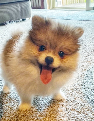 Cute Pomeranian Puppies for Sale