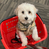 Little Havanese Purebred Pup