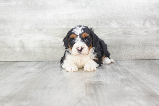 Playful Mini Berniedoodle Poodle Mix Puppy