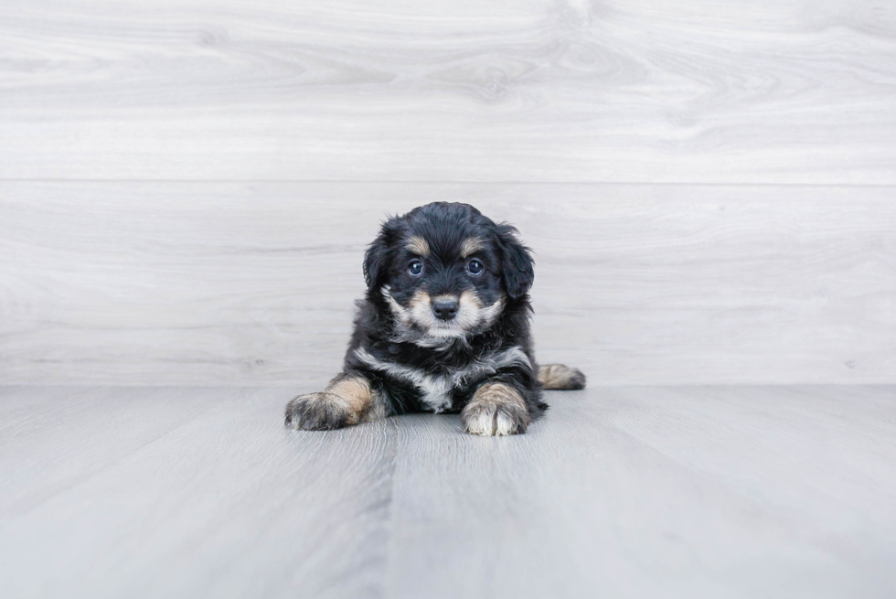 Meet Ritz - our Mini Aussiedoodle Puppy Photo 3/3 - Premier Pups