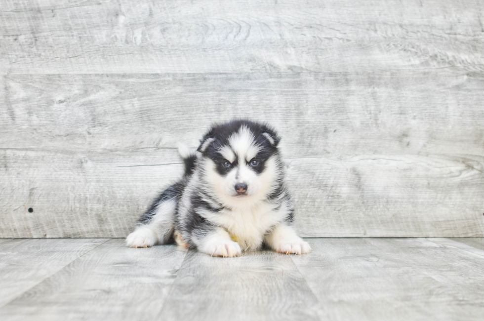small breed puppies for sale teacup pups for sale in ohio