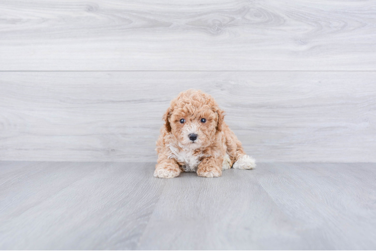 Meet Zeta - our Maltipoo Puppy Photo 1/3 - Premier Pups