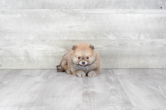 Funny Pomeranian Purebred Pup