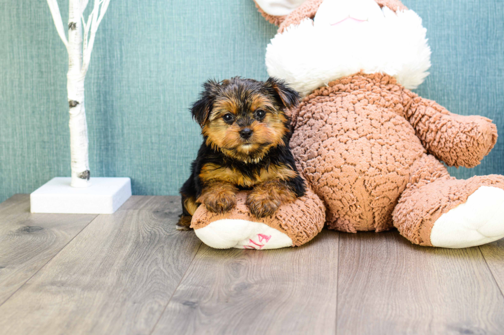 Meet Teacup-Roscoe - our Yorkshire Terrier Puppy Photo 