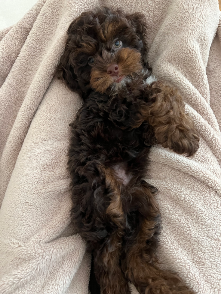 teacup cockapoo puppy cuddling on a white blanket