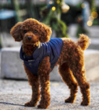 Puppy For Sale Premier Pups Fluffy Pooodle Purebred Pup