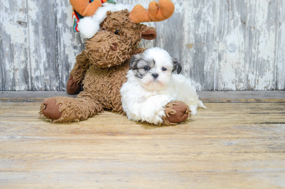 where to buy a teddy bear puppy