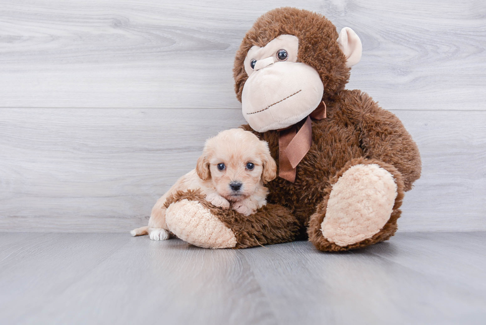Cavachon Puppy for Adoption