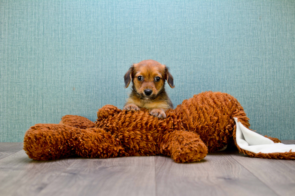 Dorkie Puppy for Adoption