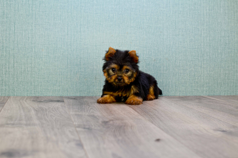 Meet Braxton - our Yorkshire Terrier Puppy Photo 