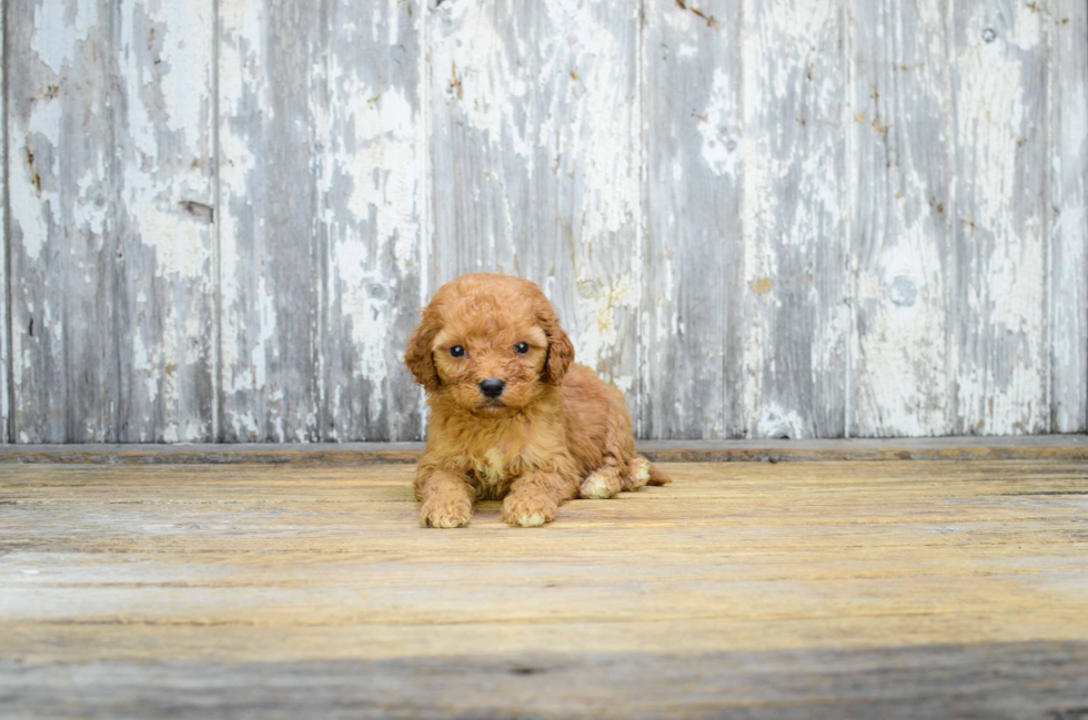 Cute Mini Goldendoodle Baby