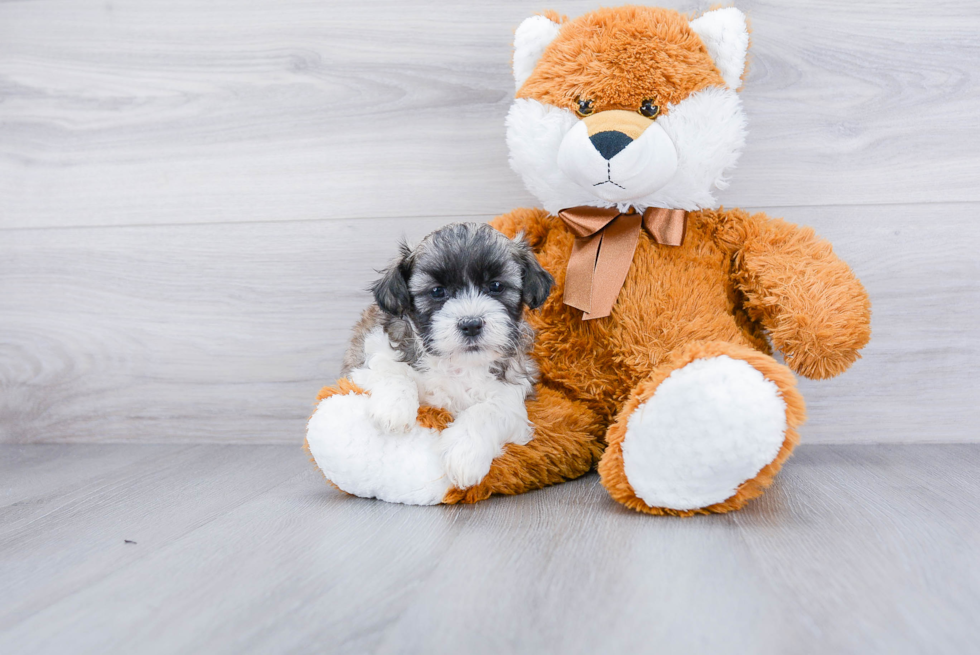 Meet Gizmo - our Teddy Bear Puppy Photo 2/3 - Premier Pups