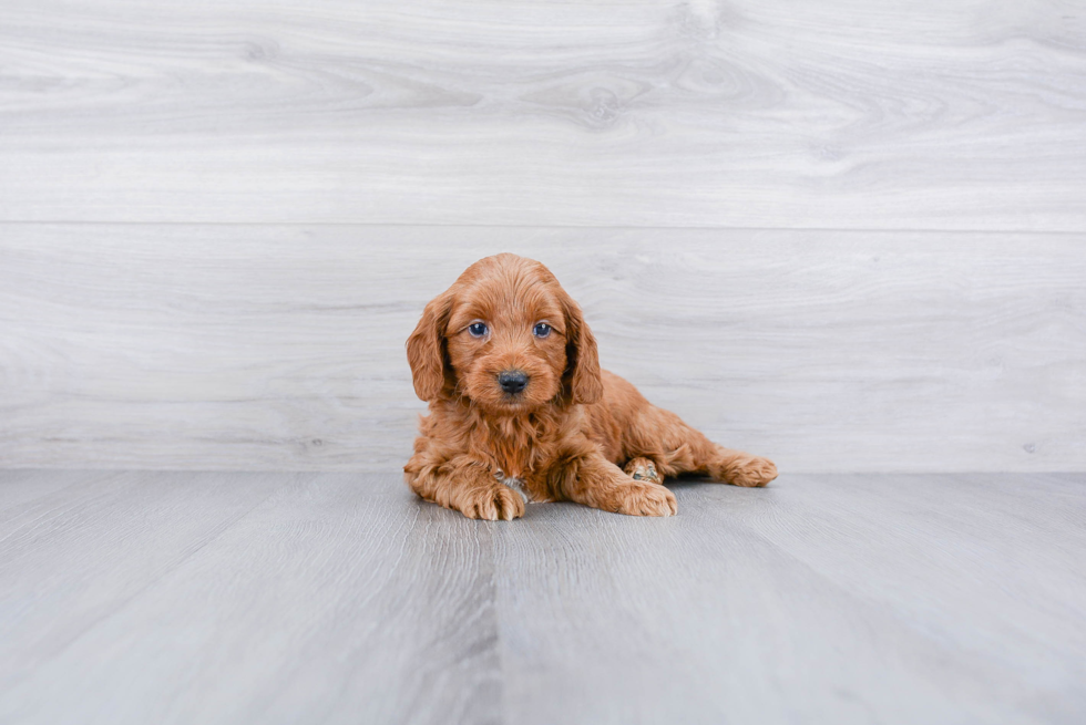 Meet Maserati - our Mini Goldendoodle Puppy Photo 2/3 - Premier Pups