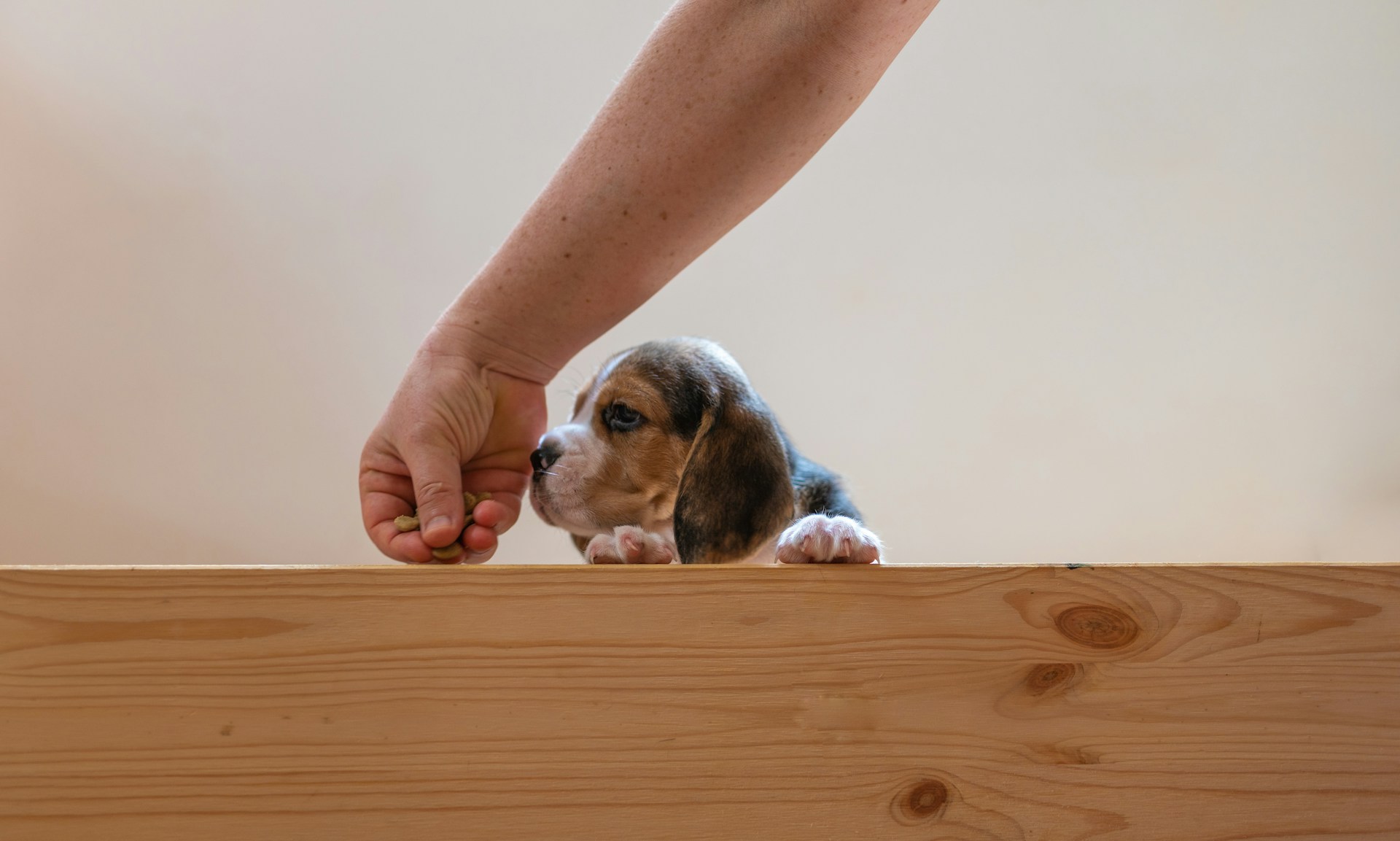 person handing a treat to a small beagle puppy