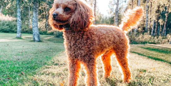 7 Things You Didn't Know About Poodles