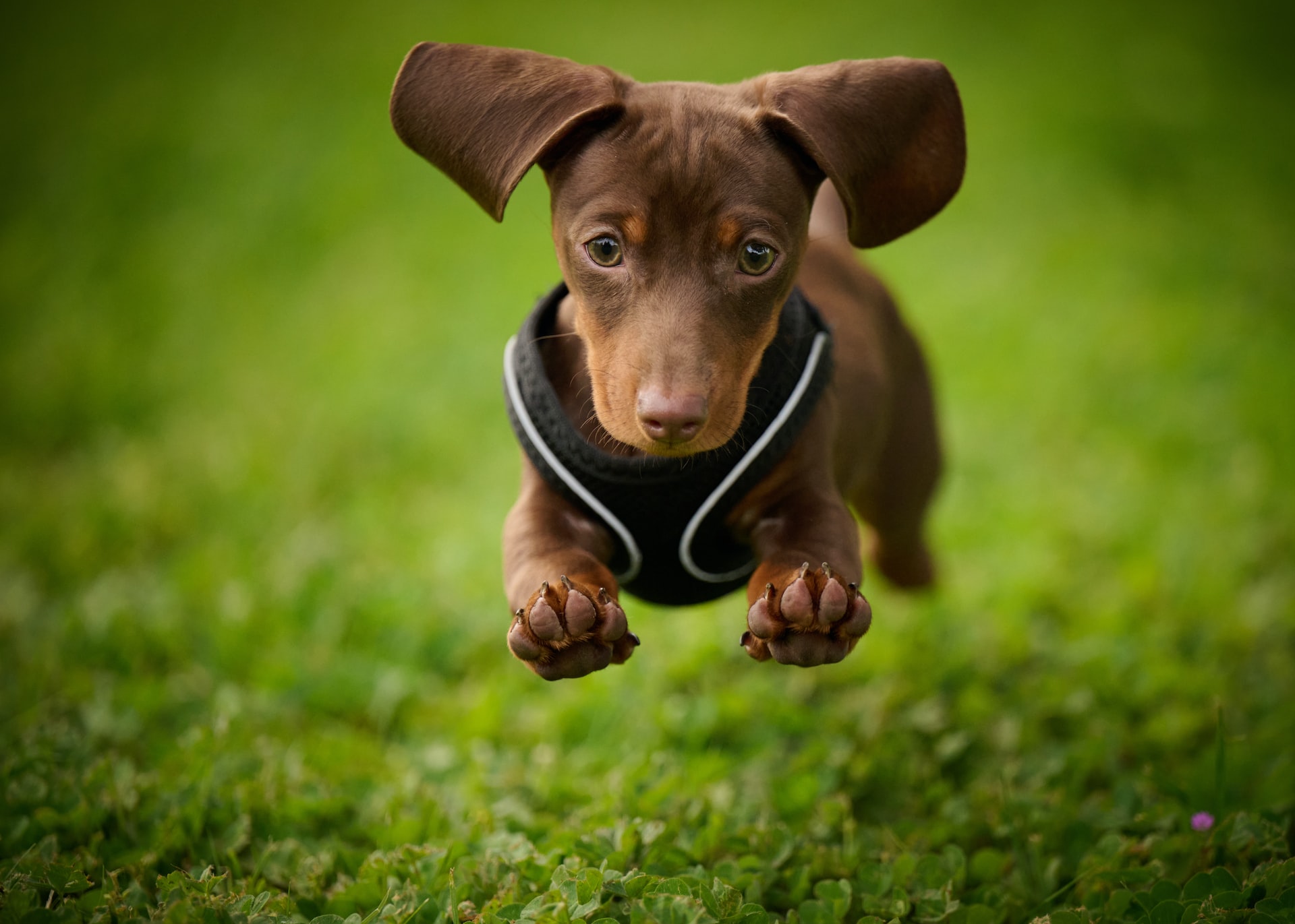 cute doxie puppy