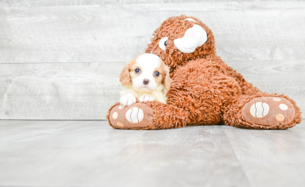 Energetic Cavalier King Charles Spaniel Purebred Puppy
