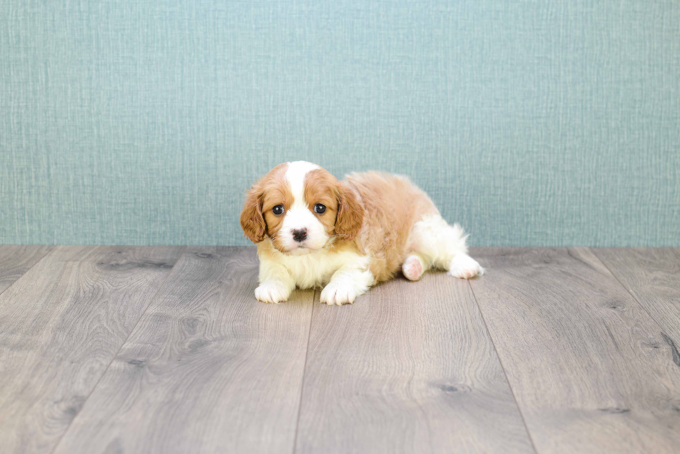 Meet William - our Cavalier King Charles Spaniel Puppy Photo 